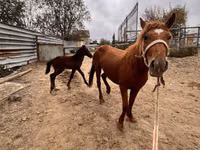 Бие, Kazakh horse — 3-сурет