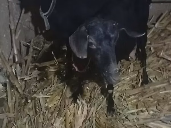 Echki, Alpine goat