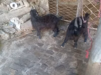 公山羊, Goats — 照片 2