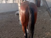 Koń, Kustanai horse — zdjęcie 5