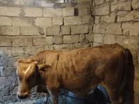 ხარი, Simmental cattle — ფოტო 1