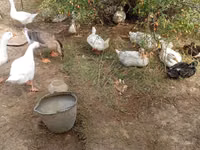 Ducks — foto 3