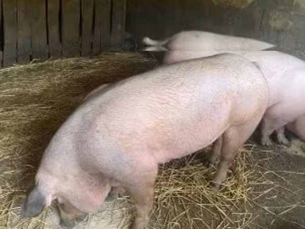 Locha, Świnie