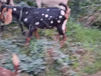 Kozioł, Nubian Goat — zdjęcie 5