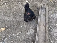 பிரஹ்மா — புகைப்படம் 8
