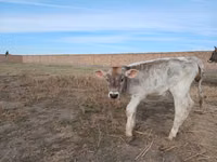 İnək, Swiss cattle — foto 4