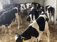 Touro, Russian Black pied cattle — foto 2