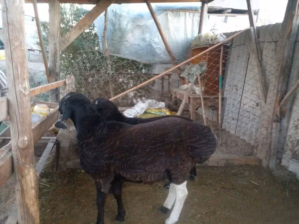 Bélier, Moutons