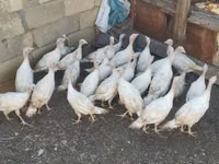 Turkeys — foto 3