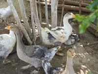 Geese — 写真 3