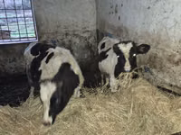 காளை, Russian Black pied cattle — புகைப்படம் 1