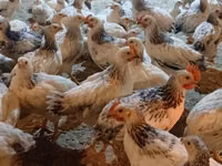 Chickens — foto 1