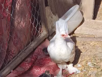 Chickens — Foto 5