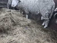 Bélier, Moutons — photo 5