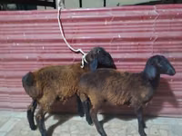 绵羊（批次，未指定性别）, Sheep — 照片 6