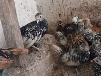 Chickens — foto 1