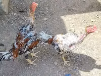 Chickens — Foto 4