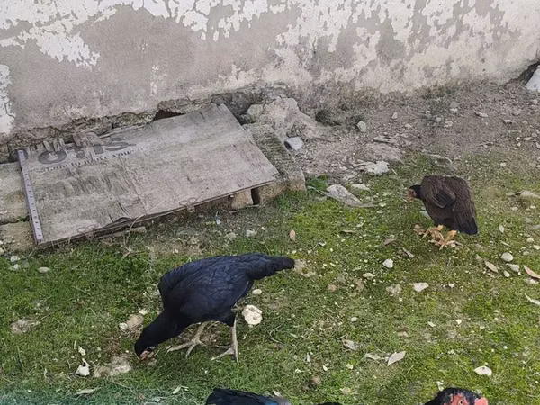 Gallinas Shamo