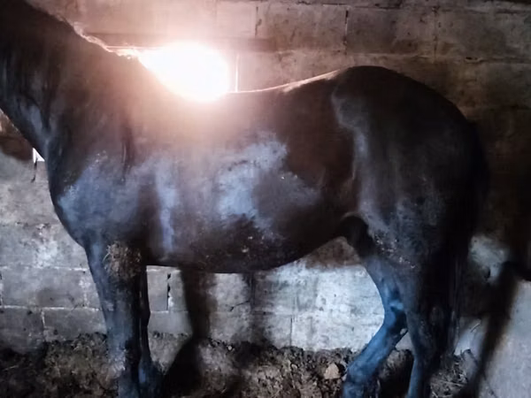 Pferde (Partie, Geschlecht nicht angegeben), Horse breed