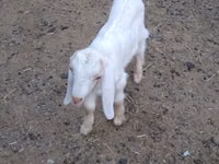 ஆண் வெள்ளாடு, Nubian Goat — புகைப்படம் 1