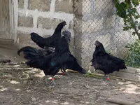 Ayam Cemani — photo 3