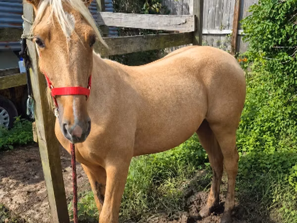 Mare, Palomino