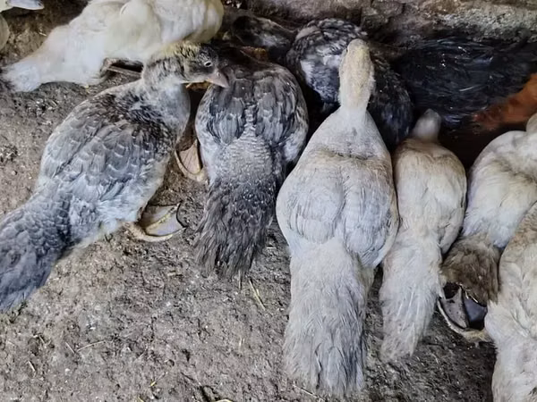 Ducks