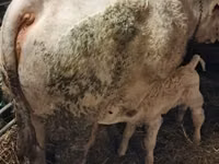 Byk, Charolais cattle — zdjęcie 3