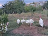 Turkeys — Foto 2