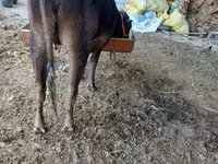 İnek, Aberdin Angus — foto 3