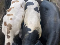 Бұқа, Russian Black pied cattle — 1-сурет