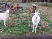 山羊（批次，未指定性别）, Goats — 照片 2