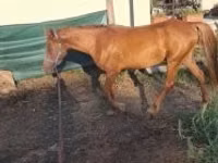 Kobyła, Konie — zdjęcie 2