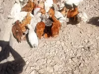 Chickens — zdjęcie 6