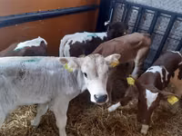 Bulle, Simmental cattle — Foto 3