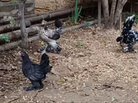 Chickens — الصورة 2