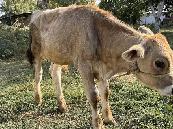 ხარი, Swiss cattle