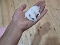 Ağ xəzli kiçik hamster + qəfəs dəsti Paketə daxildir: - Kiçik ölçülü — foto 1