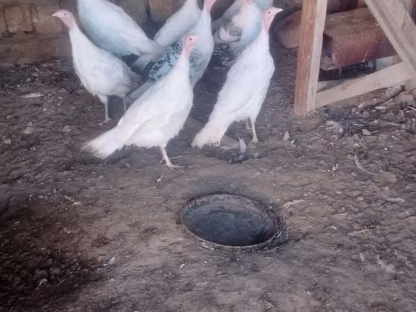 Turkeys — Azerbaïdjan