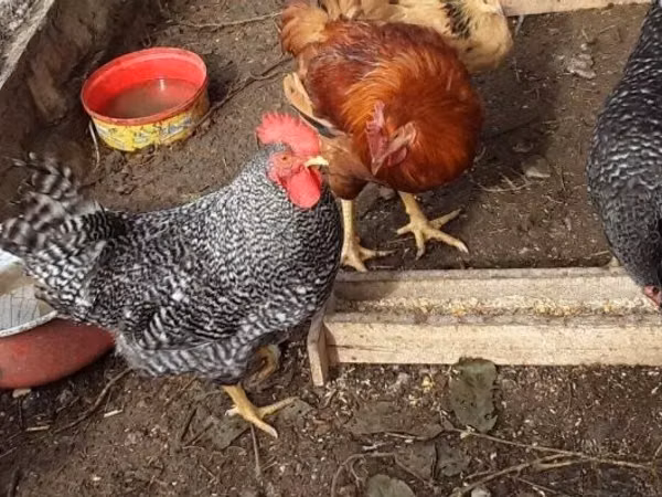 Chickens