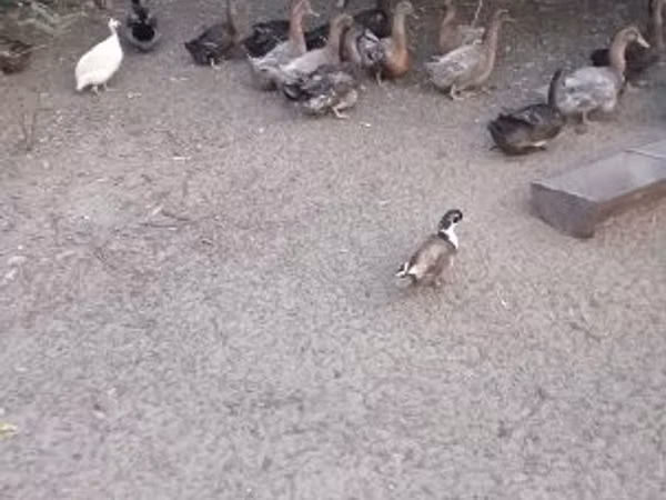 რუენი