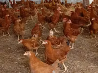 Chickens — foto 1