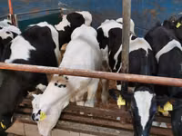 Taureau, Simmental cattle — photo 5