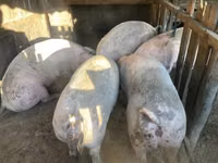 Sow, Pigs — photo 3