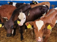 Buğa, Simmental cattle — foto 3