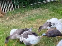Geese — foto 2