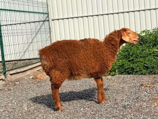 Ovce, Hissar sheep