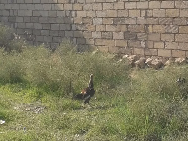 Chickens — أذربيجان