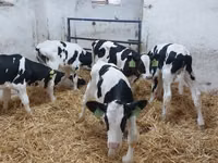 Buqa, Russian Black pied cattle — 3-rasm