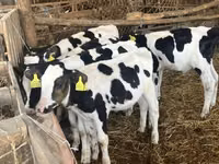 Bulle, Russian Black pied cattle — Foto 2
